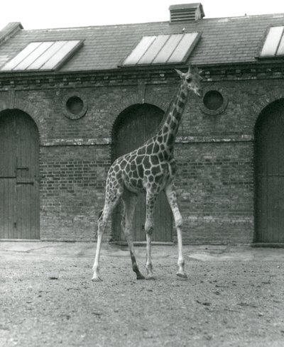 Giraffe Maud, stehend im Paddock vor dem Giraffenhaus, Londoner Zoo, 1923 von Frederick William Bond